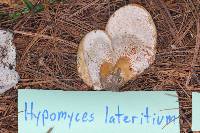 Hypomyces lateritius image