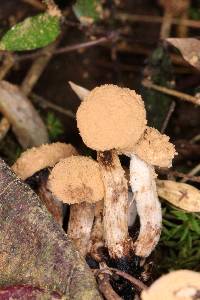 Asterophora lycoperdoides image