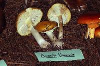 Amanita flavoconia image