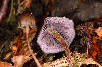 Psilocybe neoxalapensis image