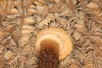 Chlorophyllum molybdites image