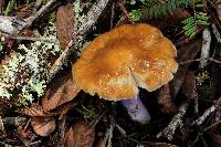 Cortinarius vanduzerensis image