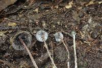 Psilocybe neoxalapensis image