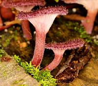Panus neostrigosus image