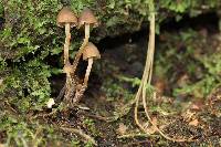 Psilocybe heimii image