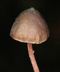 Psilocybe neoxalapensis image