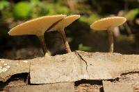 Polyporus arcularius image