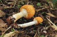 Agaricus augustus image