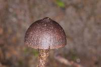 Psilocybe neoxalapensis image