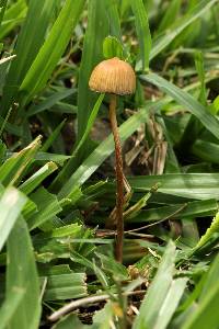 Psilocybe mexicana image