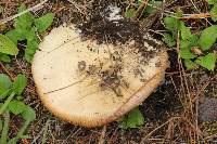 Amanita gemmata image