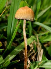 Psilocybe mexicana image