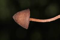 Psilocybe neoxalapensis image