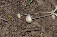 Panaeolus antillarum image