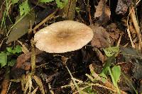 Agaricus xanthodermus image