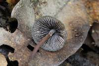 Psilocybe neoxalapensis image