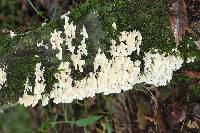 Trametes membranacea image