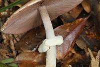 Agaricus subrutilescens image