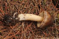 Amanita pachycolea image