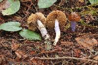 Cortinarius vanduzerensis image