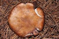 Cortinarius purpurascens image