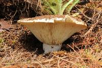 Russula brevipes image