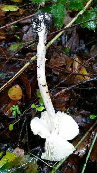 Amanita phalloides image