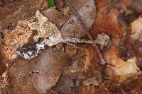 Psilocybe subtropicalis image