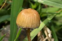 Psilocybe mexicana image