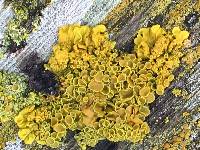 Xanthoria parietina var. parietina image