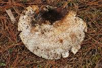 Russula brevipes image