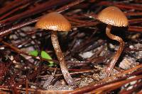 Psilocybe caerulescens image