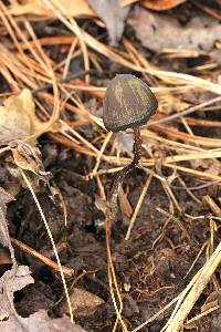 Psilocybe neoxalapensis image