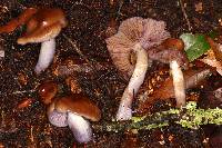 Cortinarius vanduzerensis image