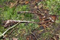 Psilocybe neoxalapensis image
