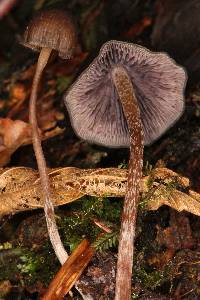 Psilocybe neoxalapensis image