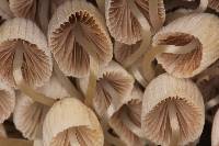 Coprinellus disseminatus image