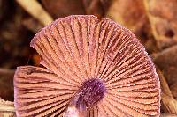 Cortinarius anomalus image