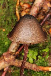 Psilocybe neoxalapensis image