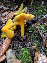 Hygrocybe acutoconica image