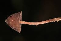 Psilocybe neoxalapensis image