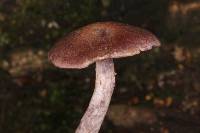 Cortinarius anomalus image