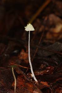 Mycena chloroxantha image