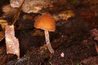 Psilocybe yungensis image