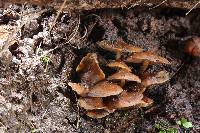 Psilocybe muliercula image