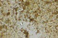 Psilocybe heimii image