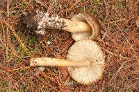 Amanita pachycolea image