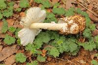 Amanita tuza image