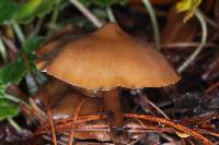 Psilocybe muliercula image