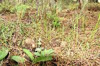 Panaeolus papilionaceus image